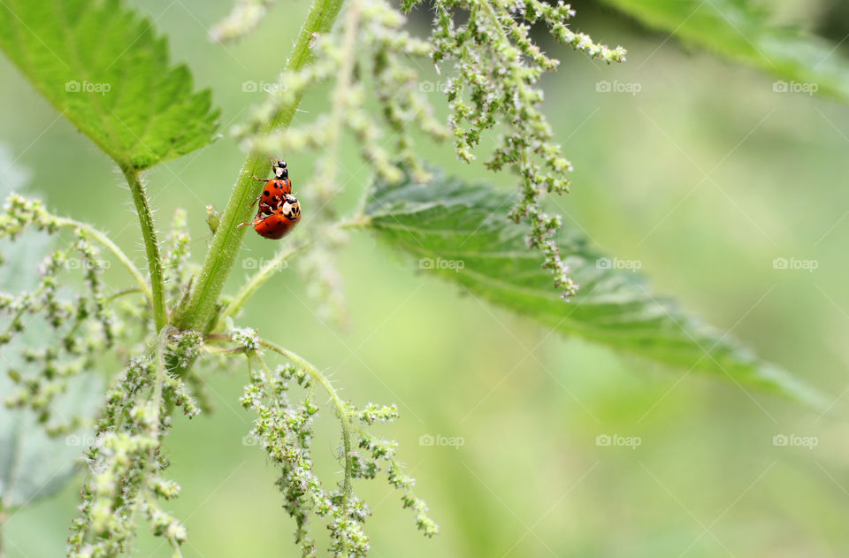 Ladybugs in love in the garden, close up