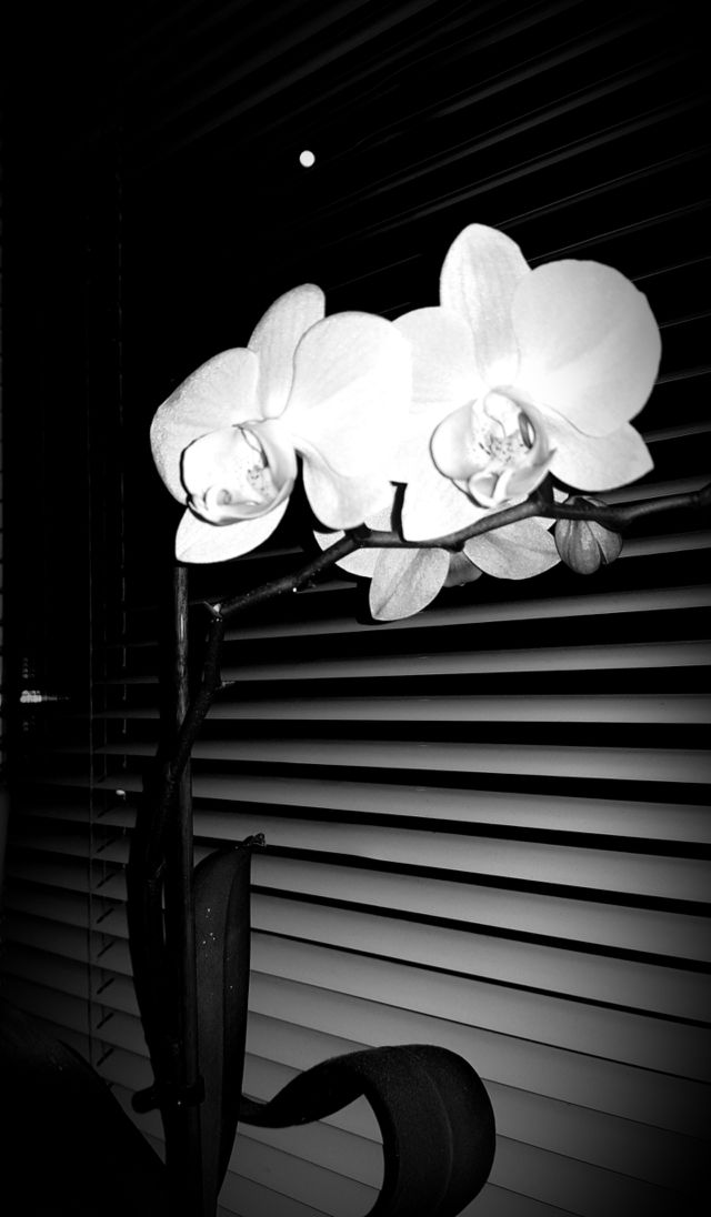 Elegant Flower