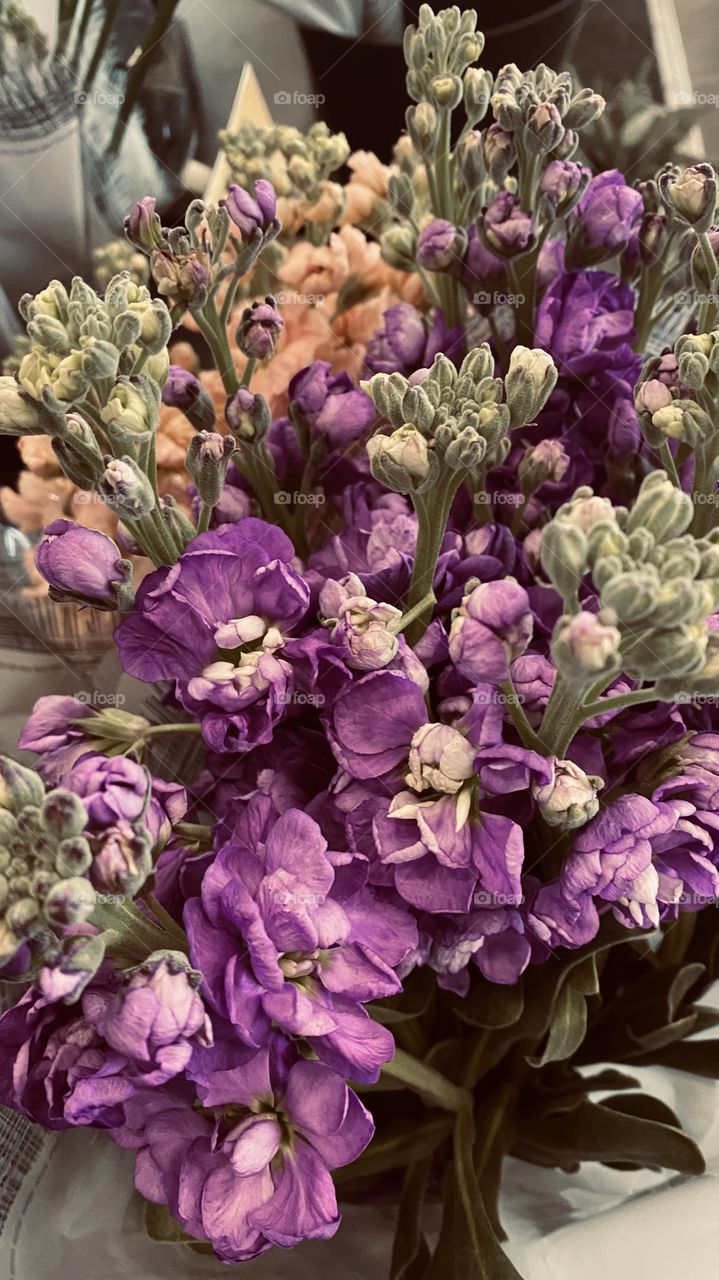 Flowers Orchids Purple