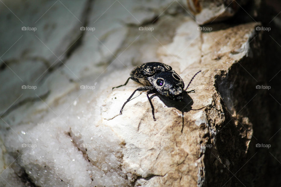 Beetle. My son found an amazingly cool beetle. So we photographed it with some calcite- duh!