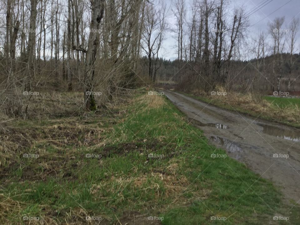 Nature Path with Birches