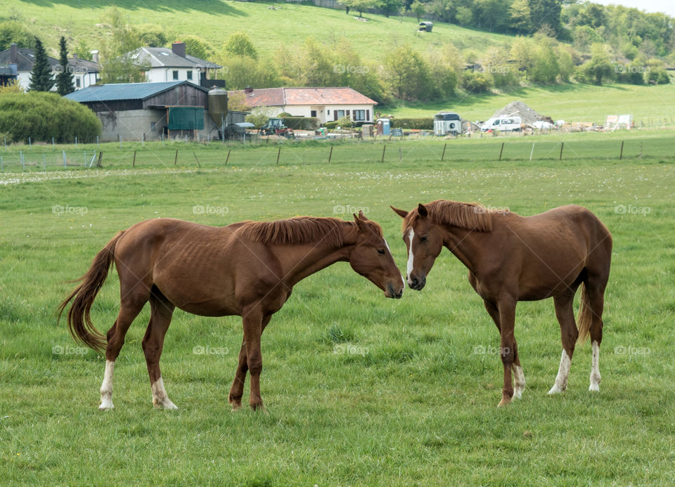 Horses at th