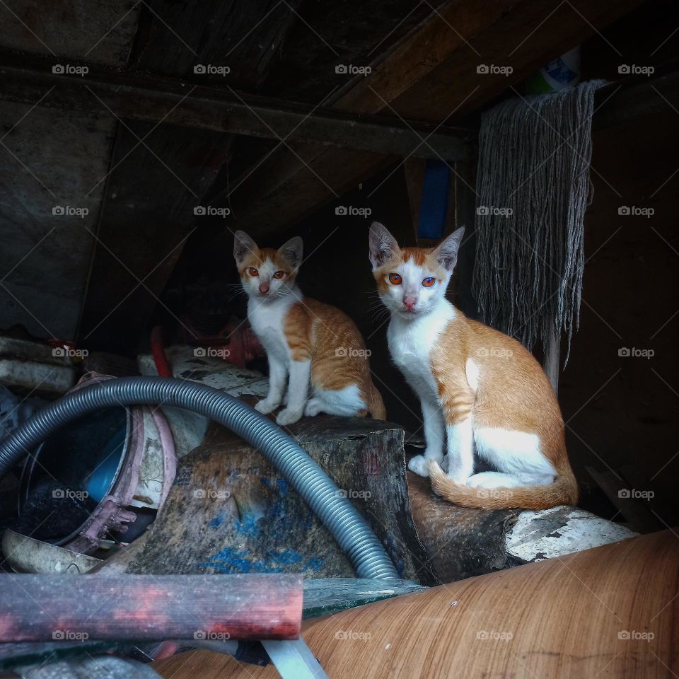 Two cute kittens sitting on the wood