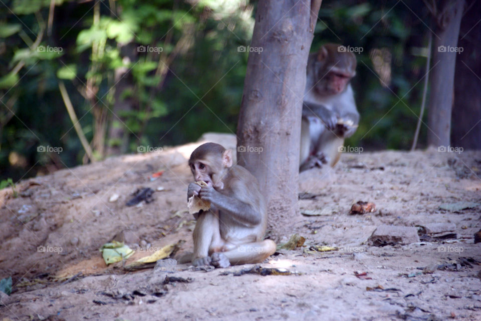 Baby monkey having food with his mother in the background.