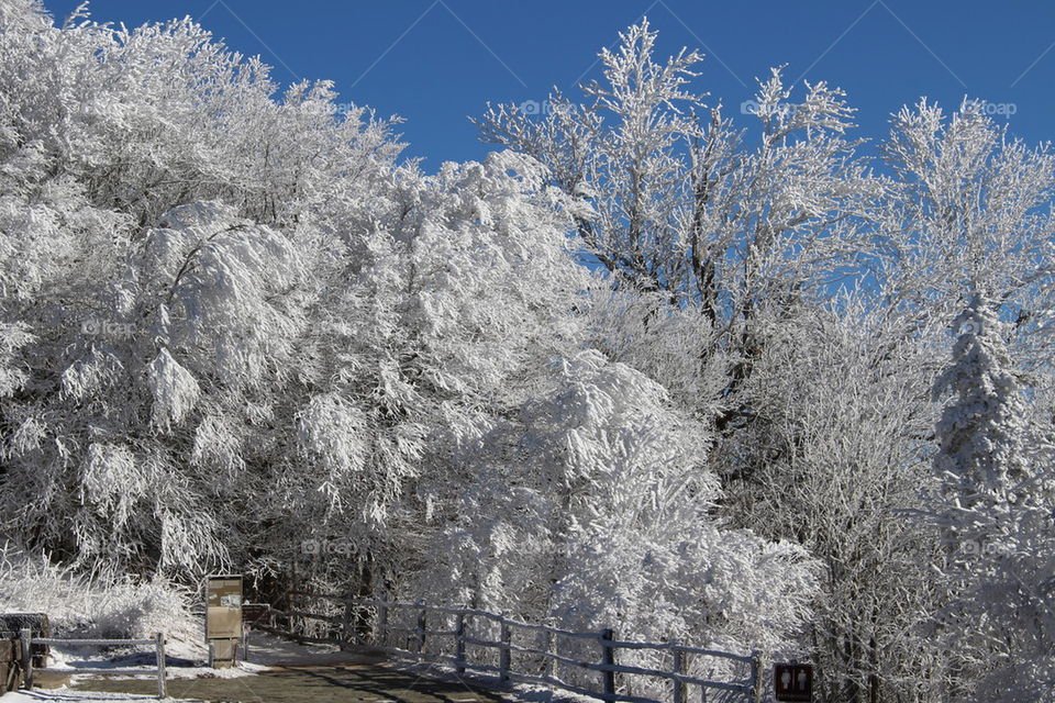 Snowy bare tree in the forest