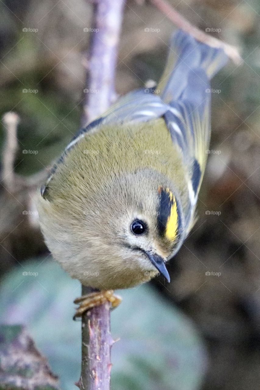 Goldcrest 