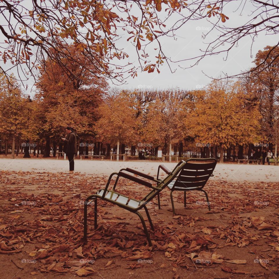 Bench, Tree, Chair, No Person, Fall