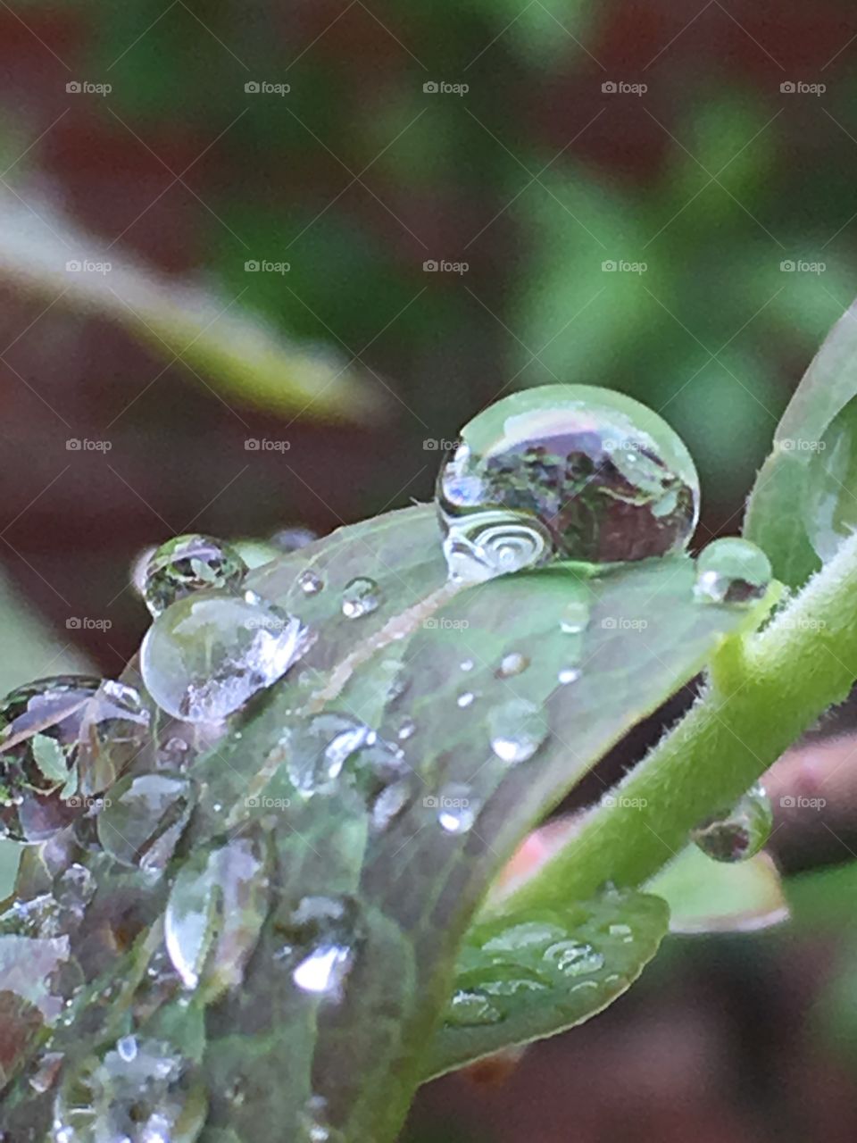 Raindrops gather heavily to balance quite precariously on our delicate spring growth.
