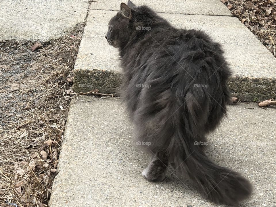 Cute gray kitty doing kitty things