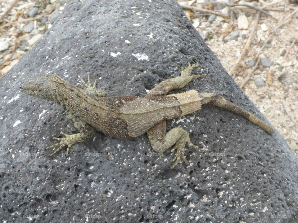 Lava lizard, Galapagos