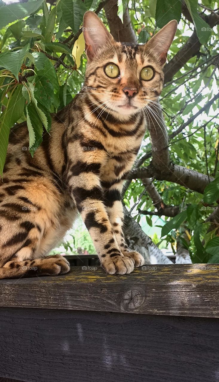 cat beautiful portrait on a wooden fence summer time, mobile photography