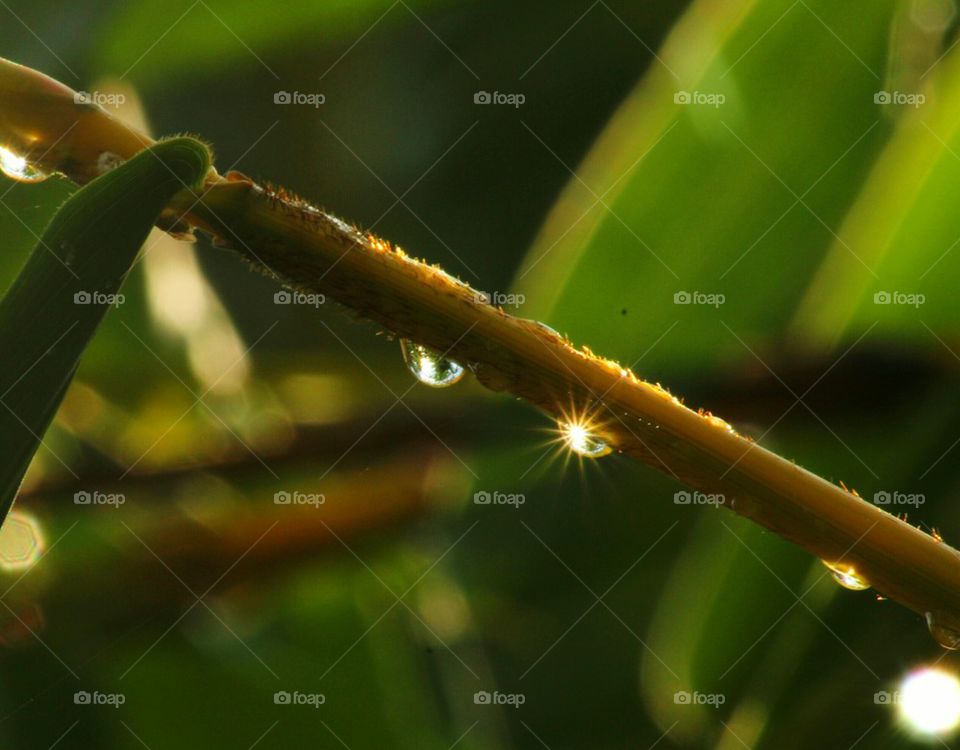 Close-up of dew drop