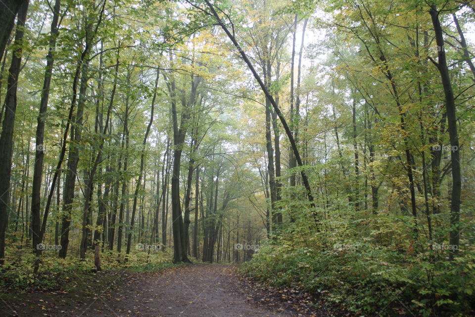 Foggy forest