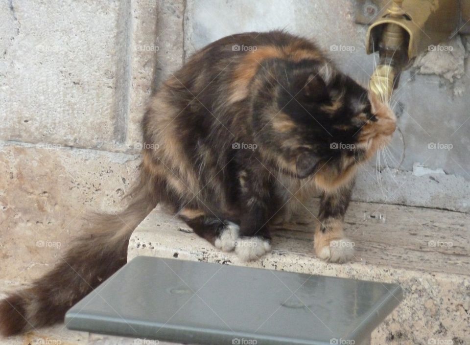 cat drinking in Greece