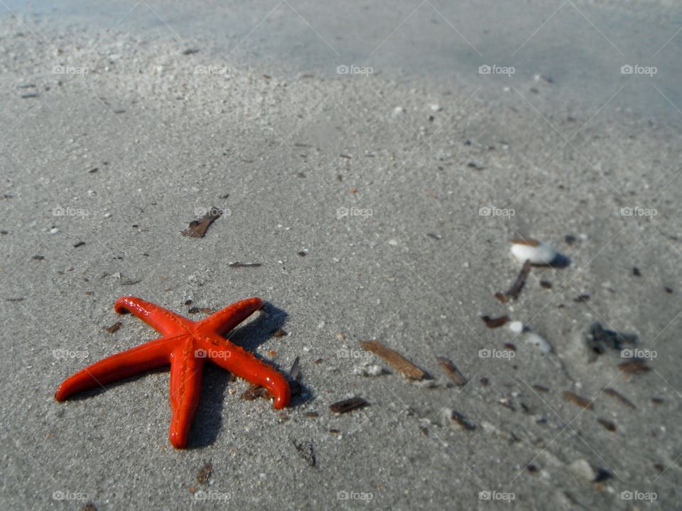 Starfish on beach