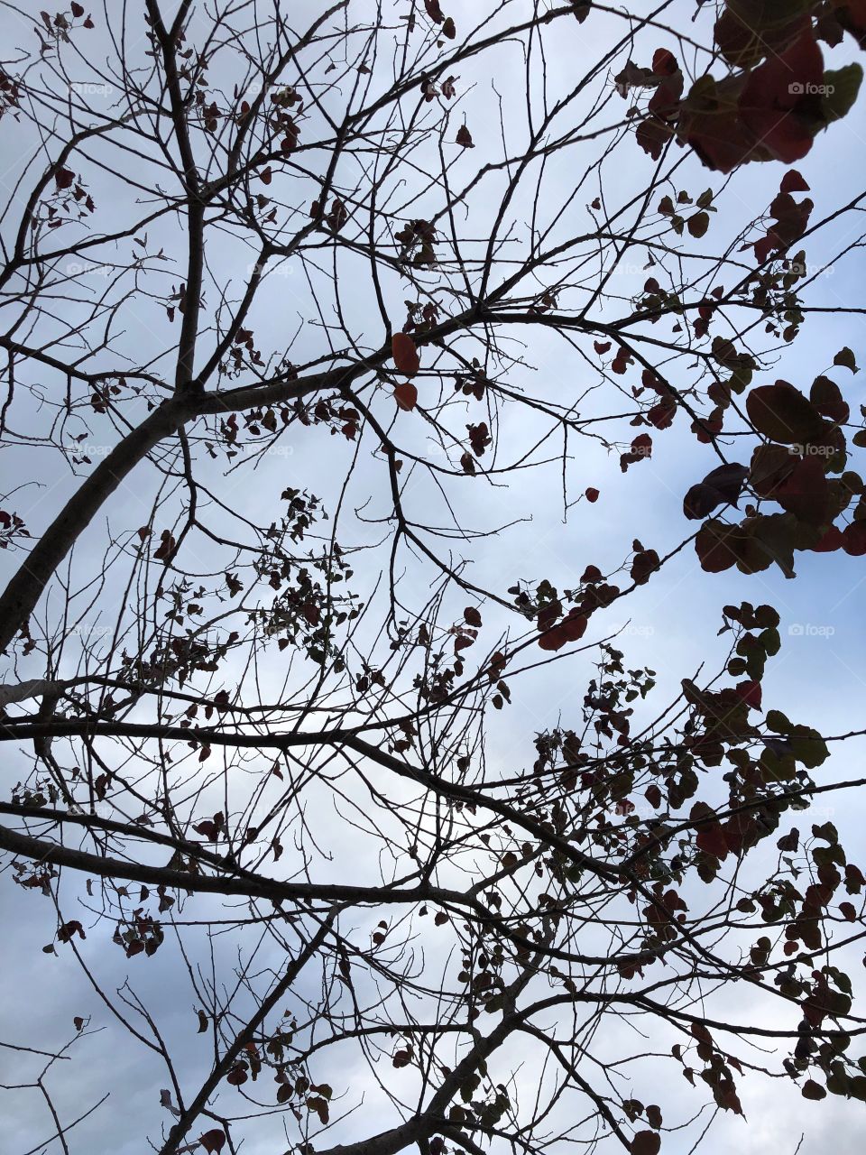 Blue and grey sky with black brunches and black leaves