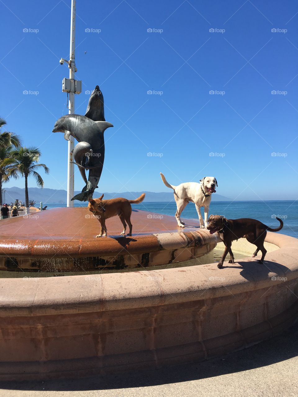 Dogs on a fountain 