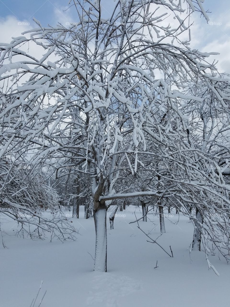 Ice Tree