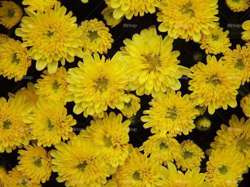 Yellow flowers in a top down view