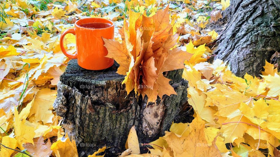 Autumn hot drink 🍁🍂 Fallen leaves🍁🍂 Nature 🍁🍂