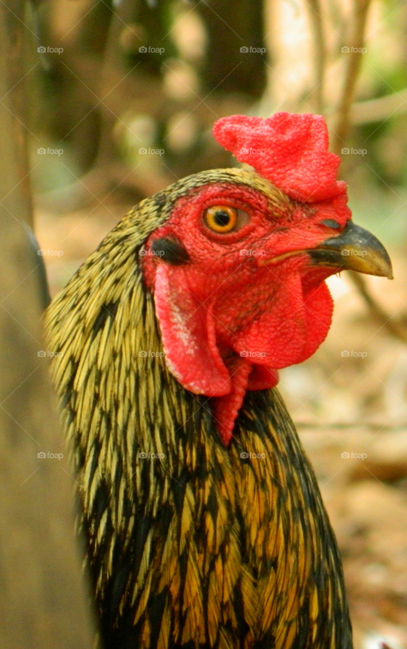 Portrait of rooster