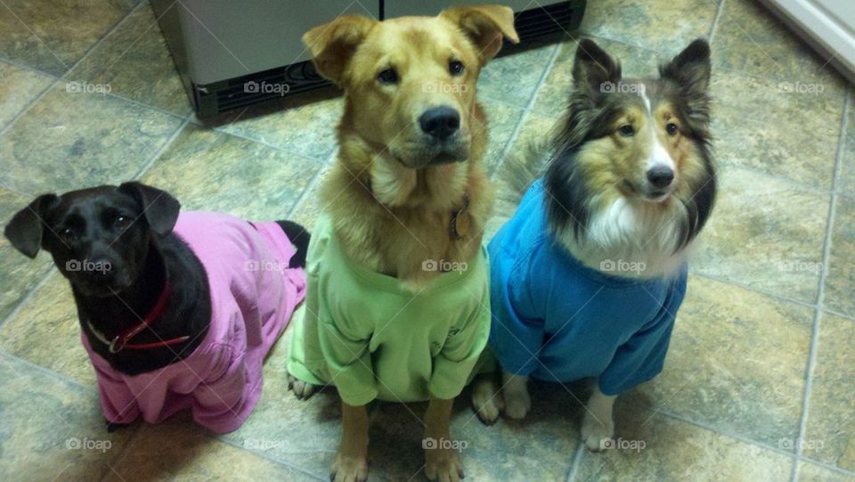 They Think They're People