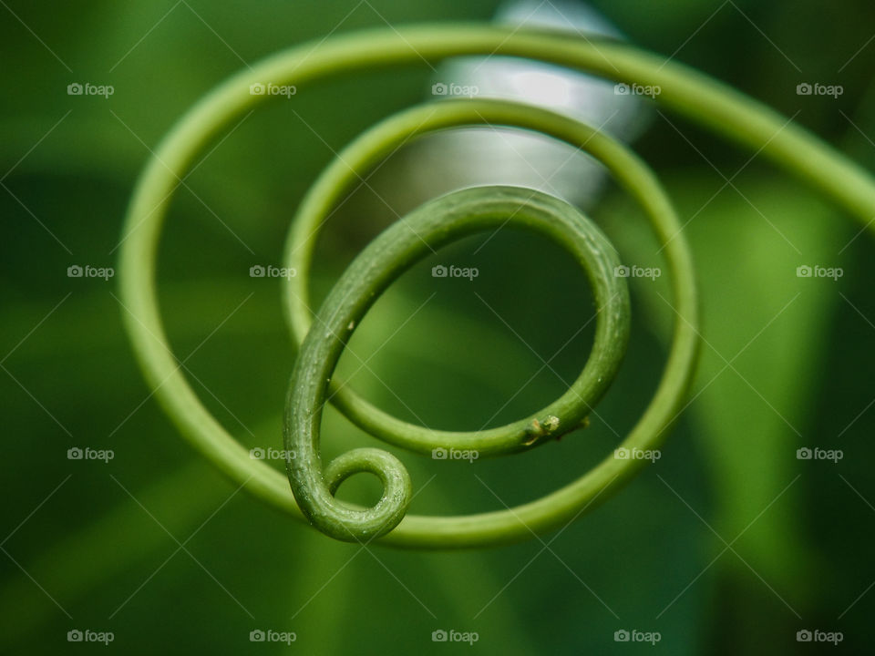 vine plant making loops