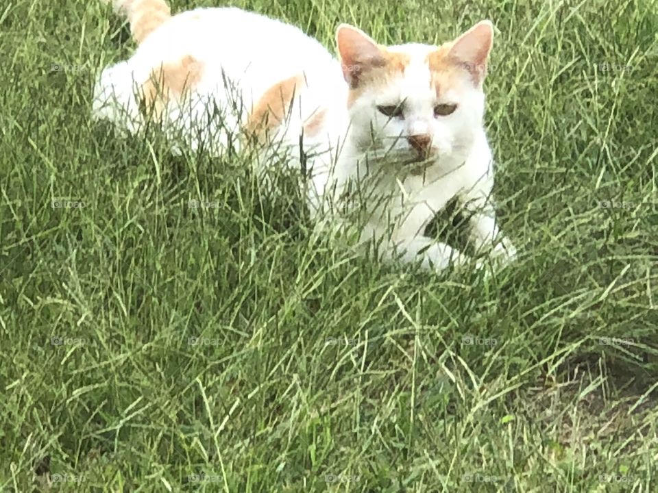 Pretty cat and tall grass