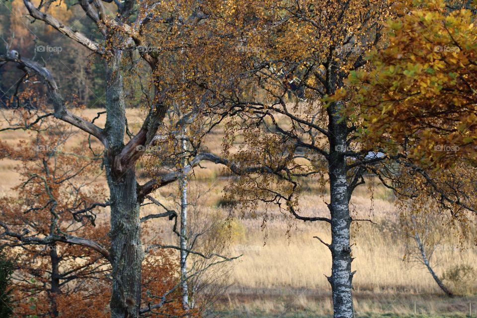 trees in autumn