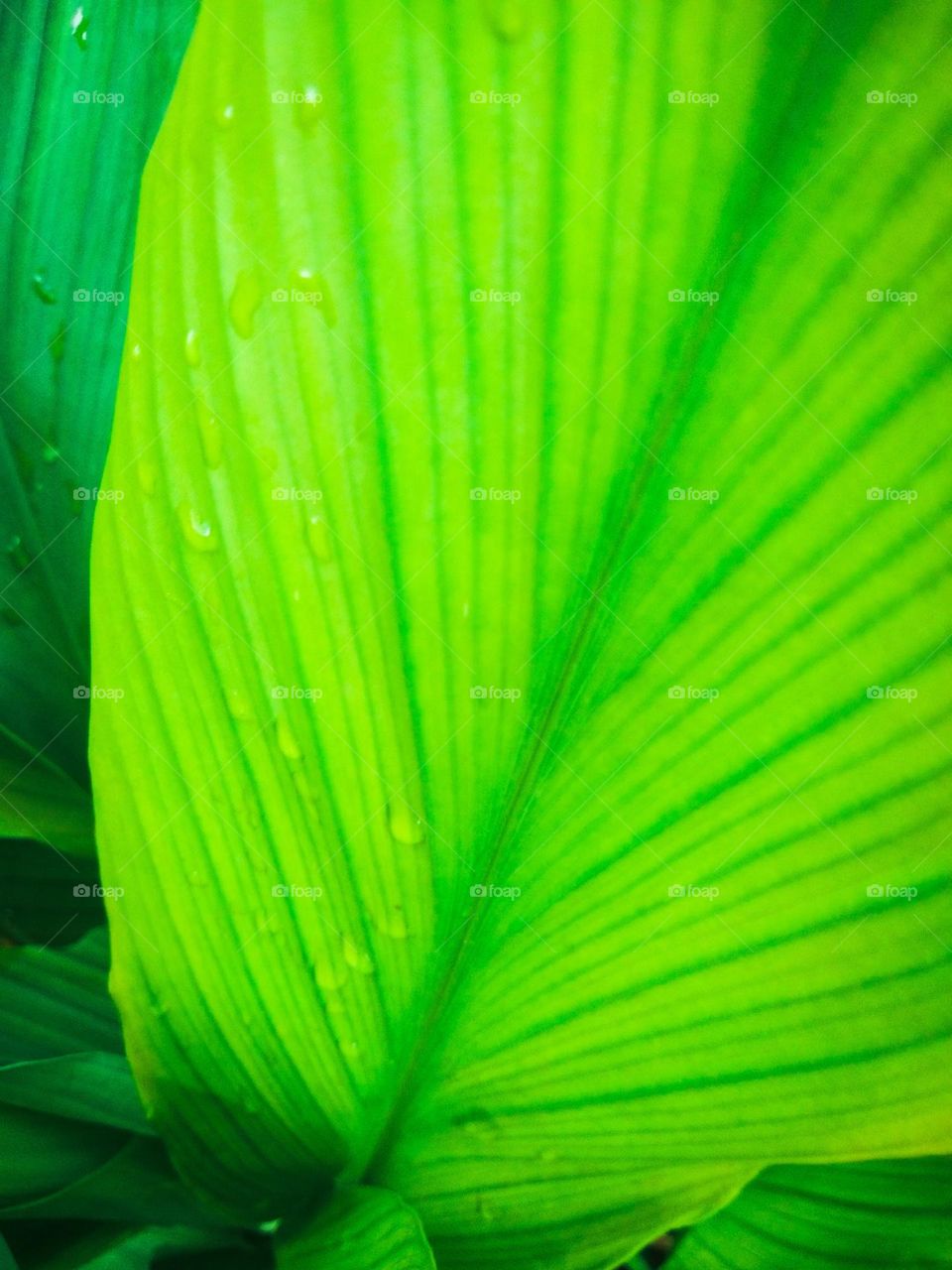 This is a closer image of a turmeric leaf . It's green in colour and there are some rain drops on the turmeric leaf .This can be use as a natural wallpaper. The lines of the leaf are so clear and this is very close capture of a turmeric leaf.