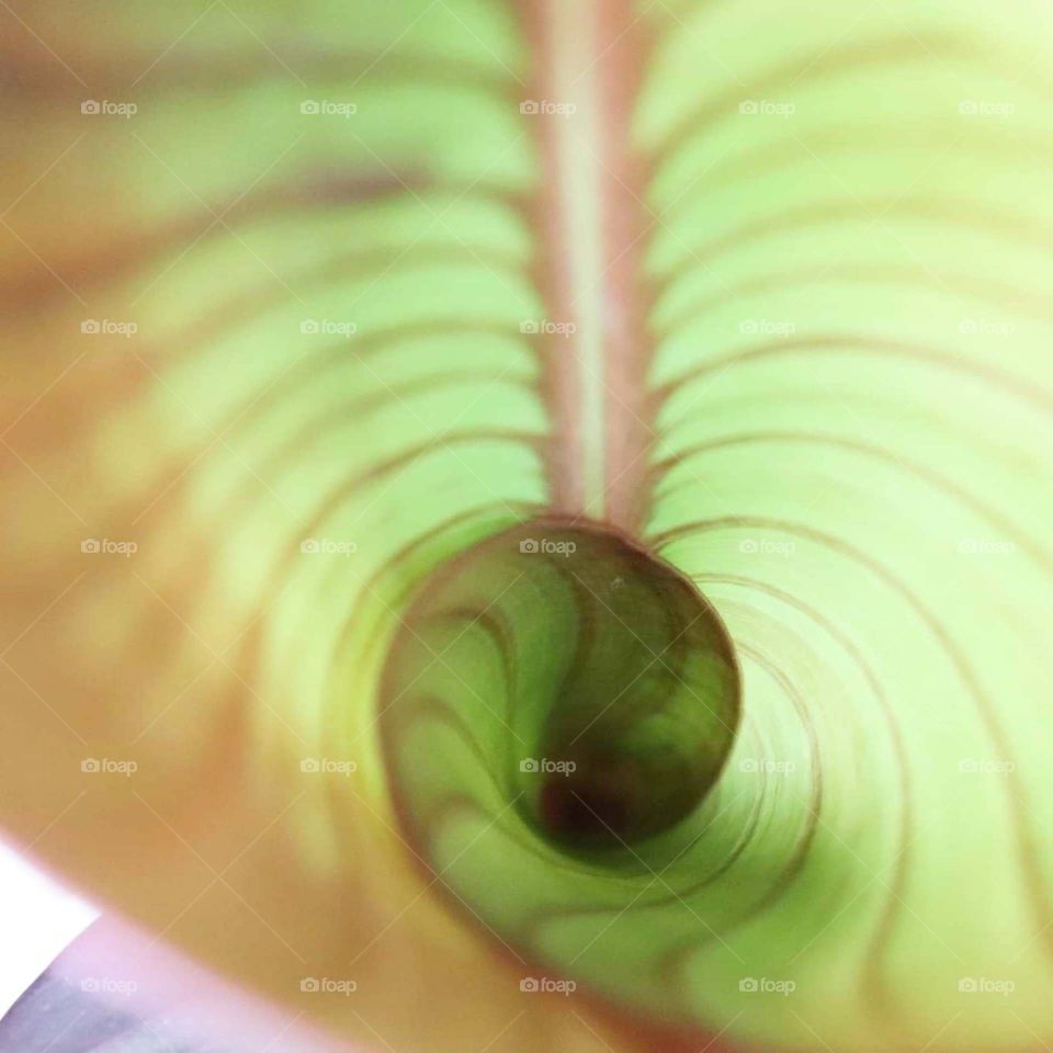 inside a leaf of a flower