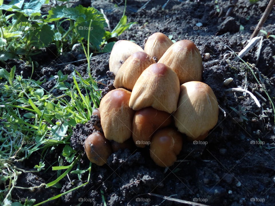 mushrooms in my garden