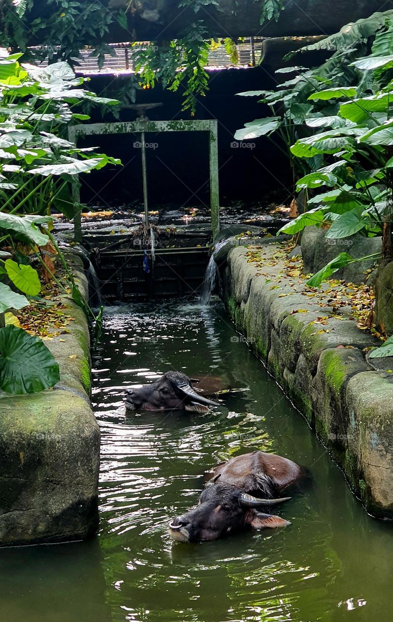 Buffalos Willowing in the Pond