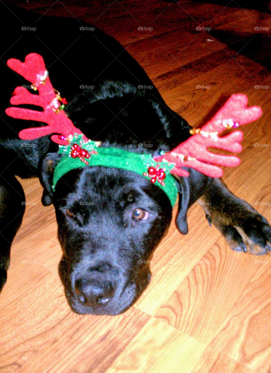 I have had this picture stored on my phone from when my Gabriel was just a puppy. His all black Rottweiler coat contrasts with the Christmas hat and cheer so well !