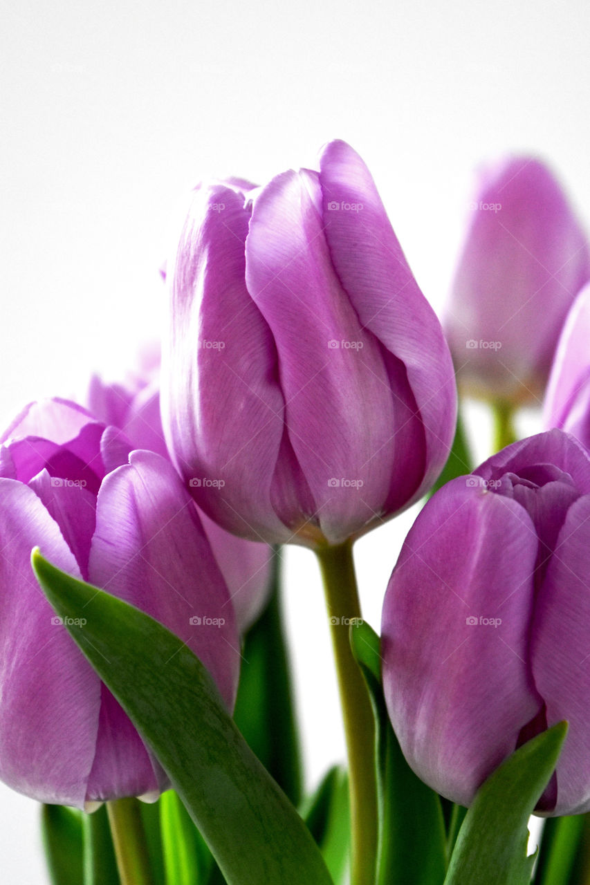 Close-up of tulip flower