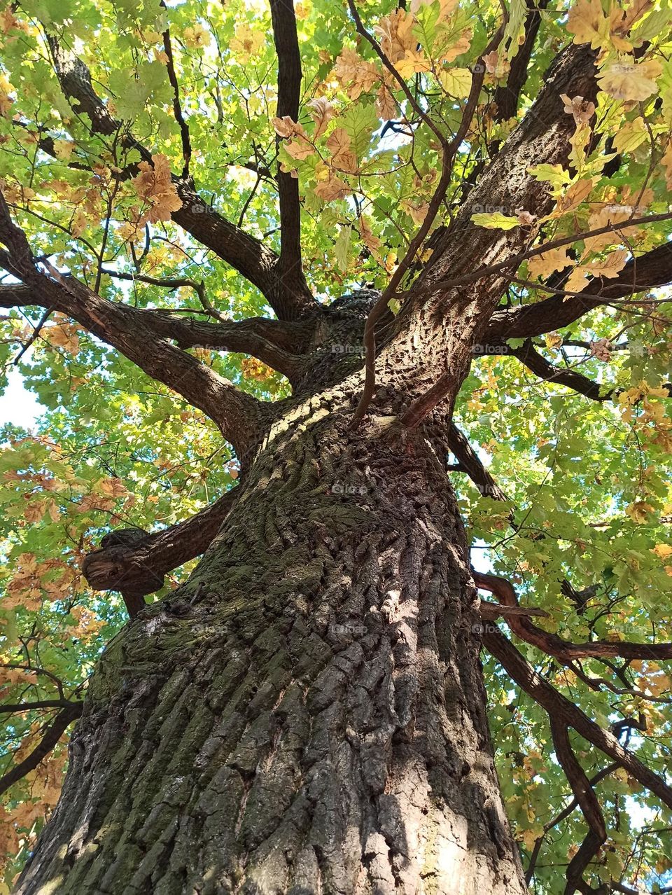 Enchanted Lens: Exploring the Magic Forest