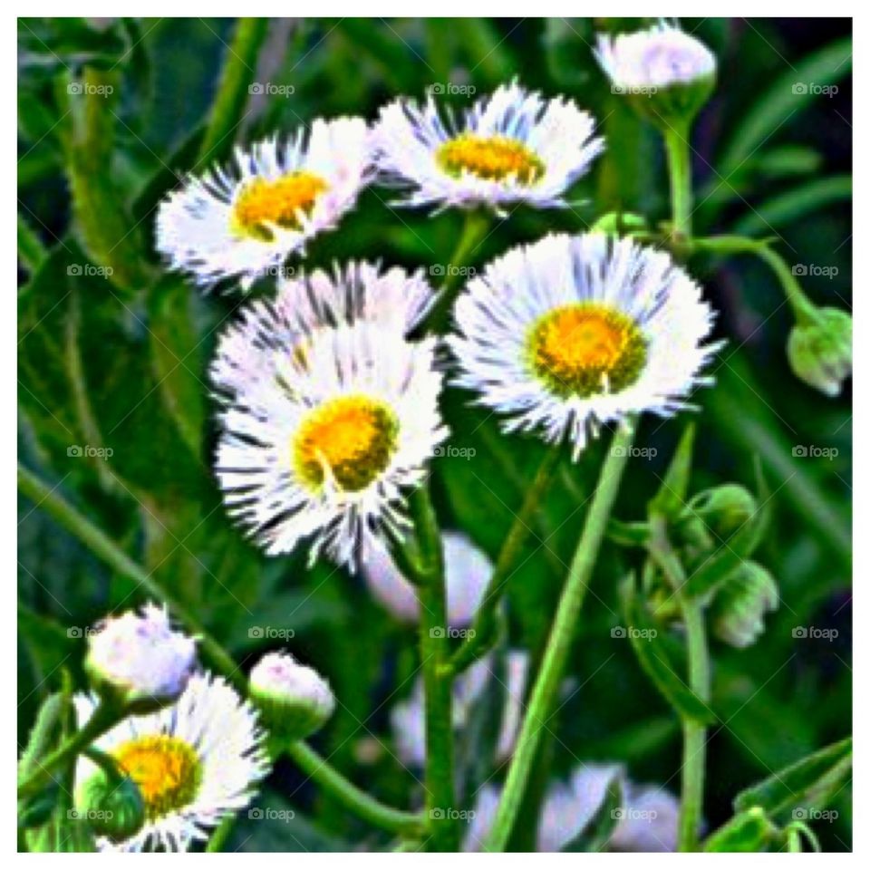 Tiny Yellow and White Flowers