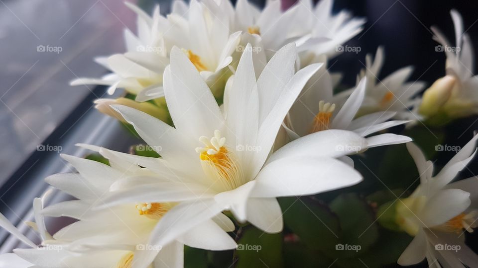 cactus flowering with white flowers