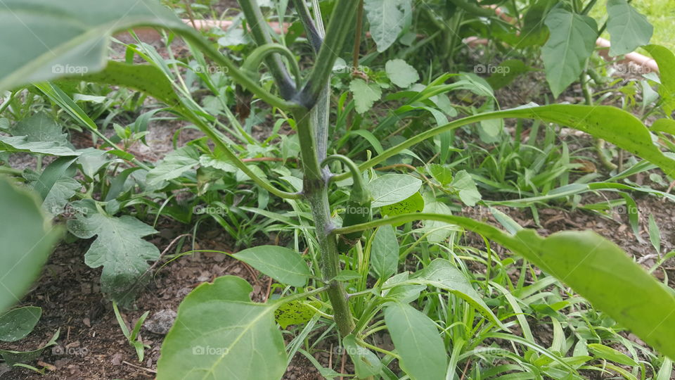 A jalapeno plant. Other plants are in the background.