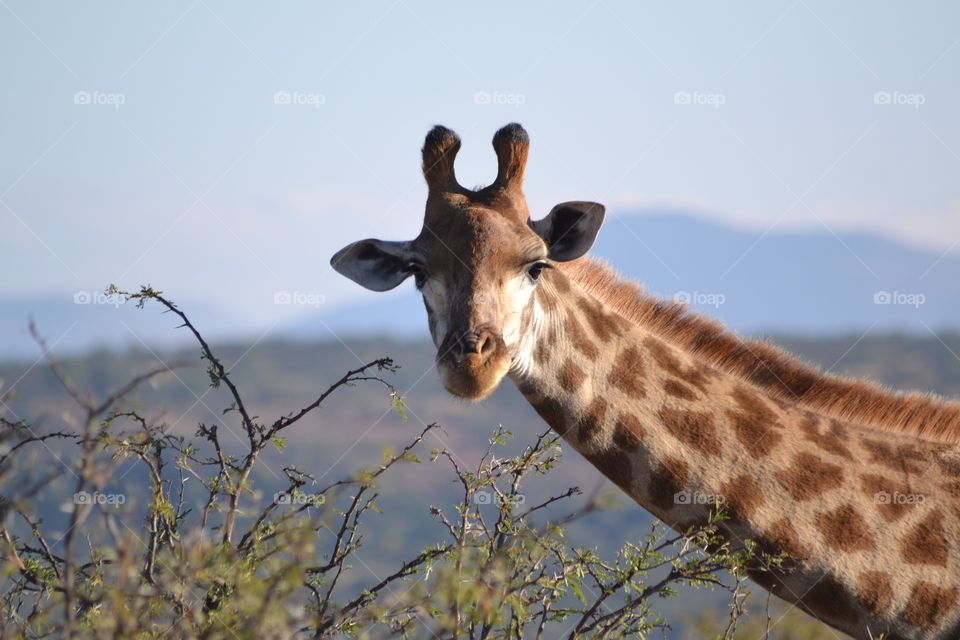 Giraffe 