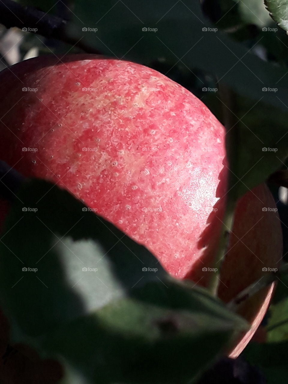 red juicy apple hidden in shade