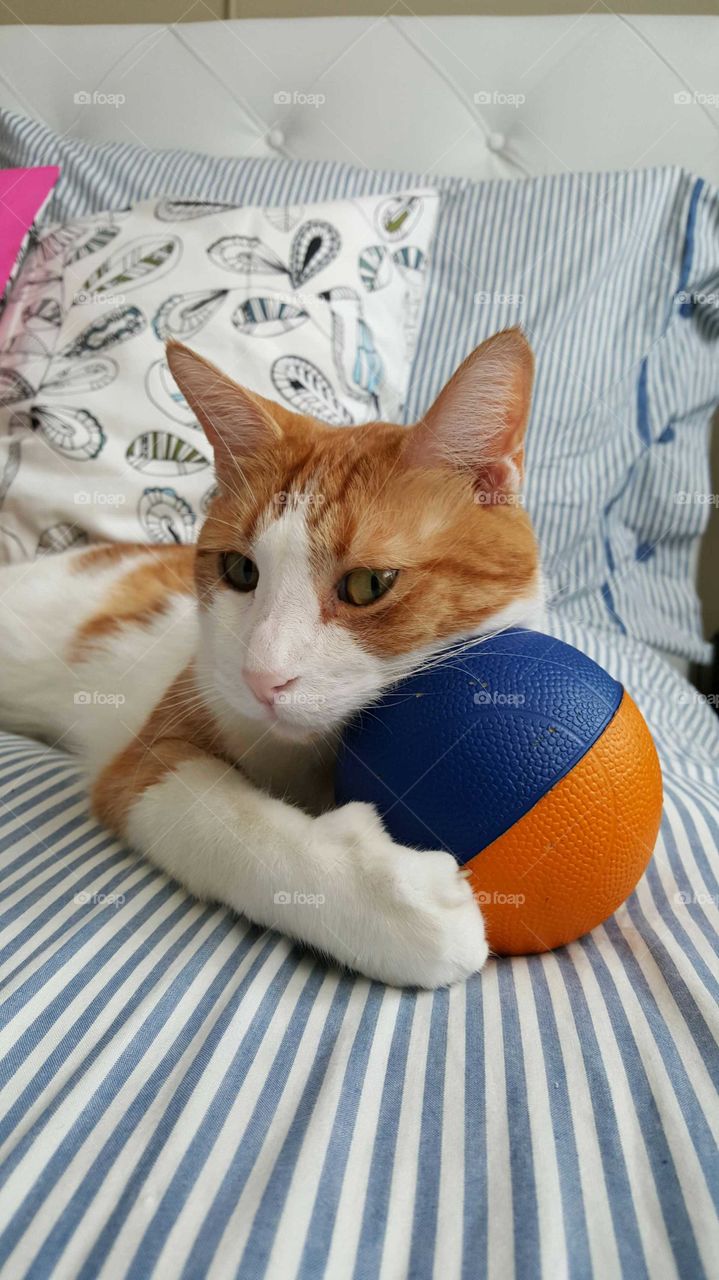 cat relaxing ball