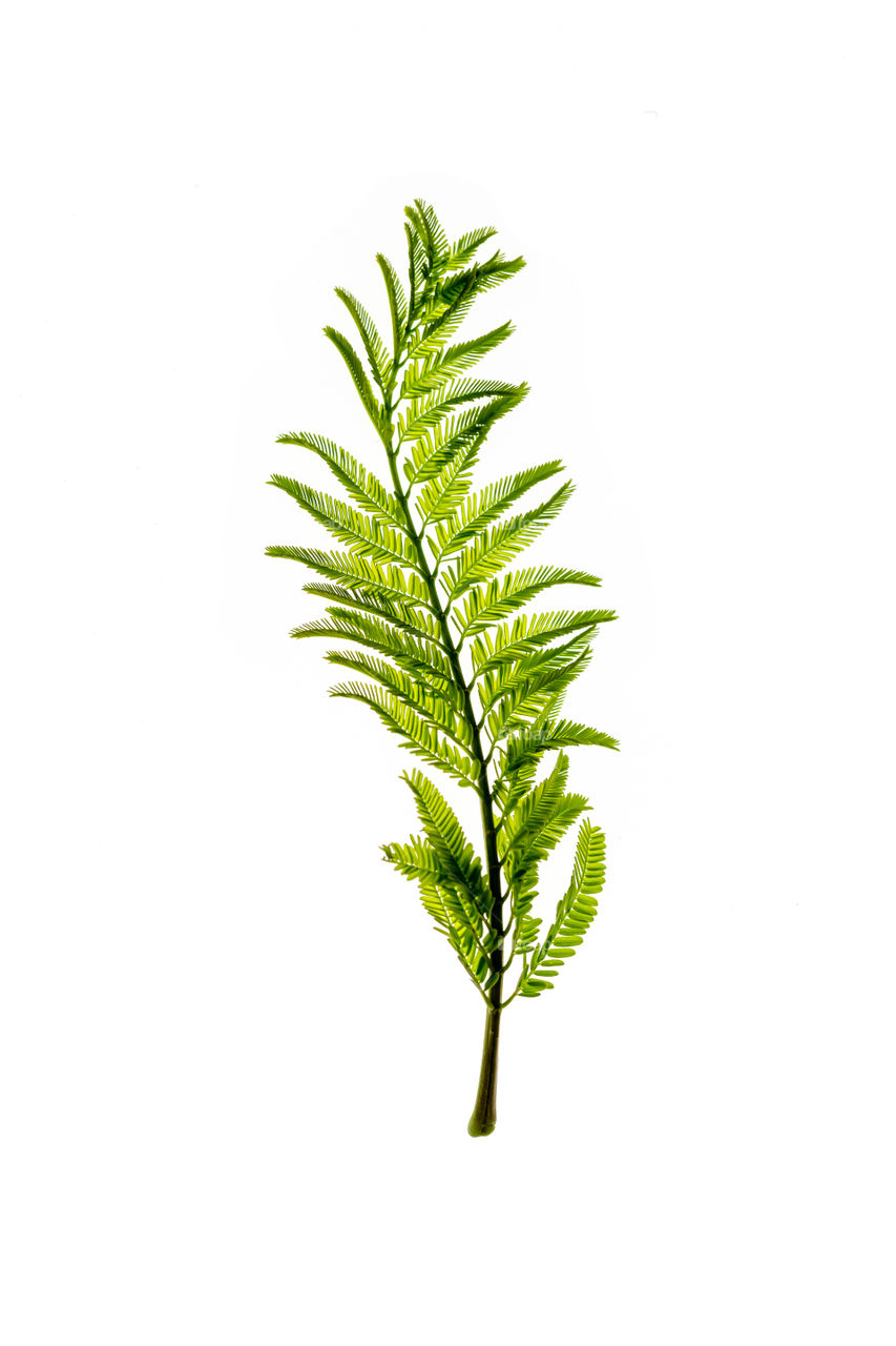 Green young plant isolated on white background. Plant portrait.