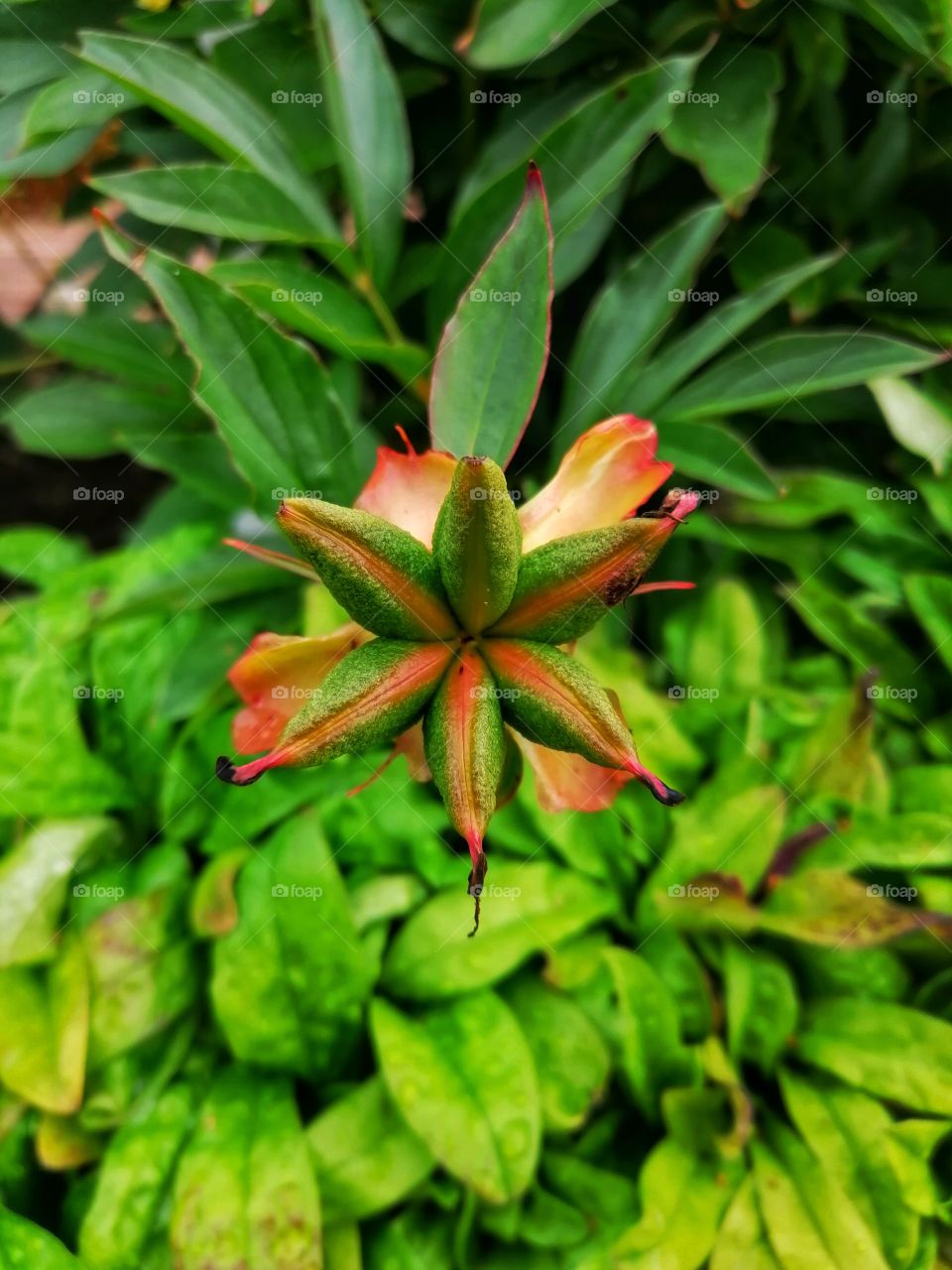 Gorgeous plant
