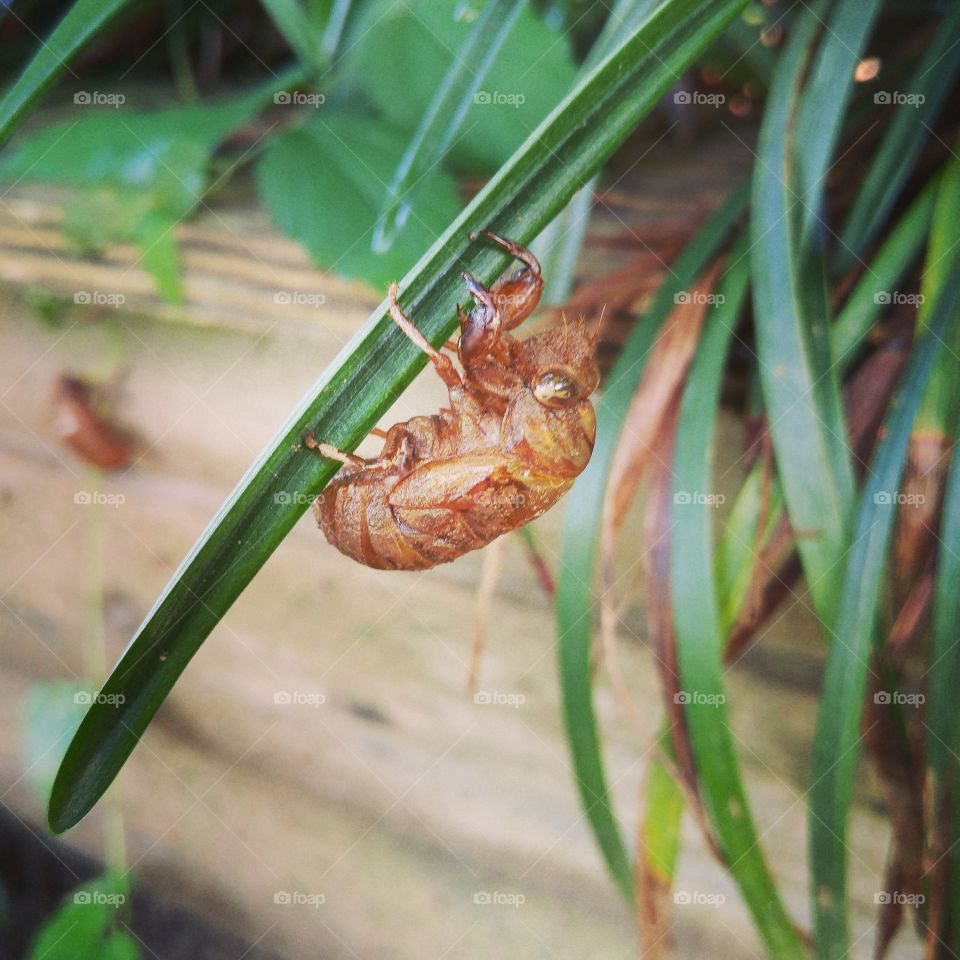 Cicada shell left behind in the landscaping in my front yard