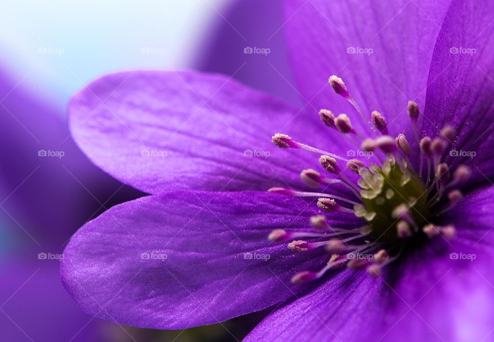 Close up of purple flower