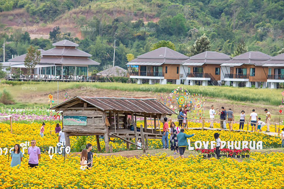 Tourists in Yellow Marigold flowers garden or Tagetes erecta at Phu Rua, Loei in Thailand , December 29, 2018.