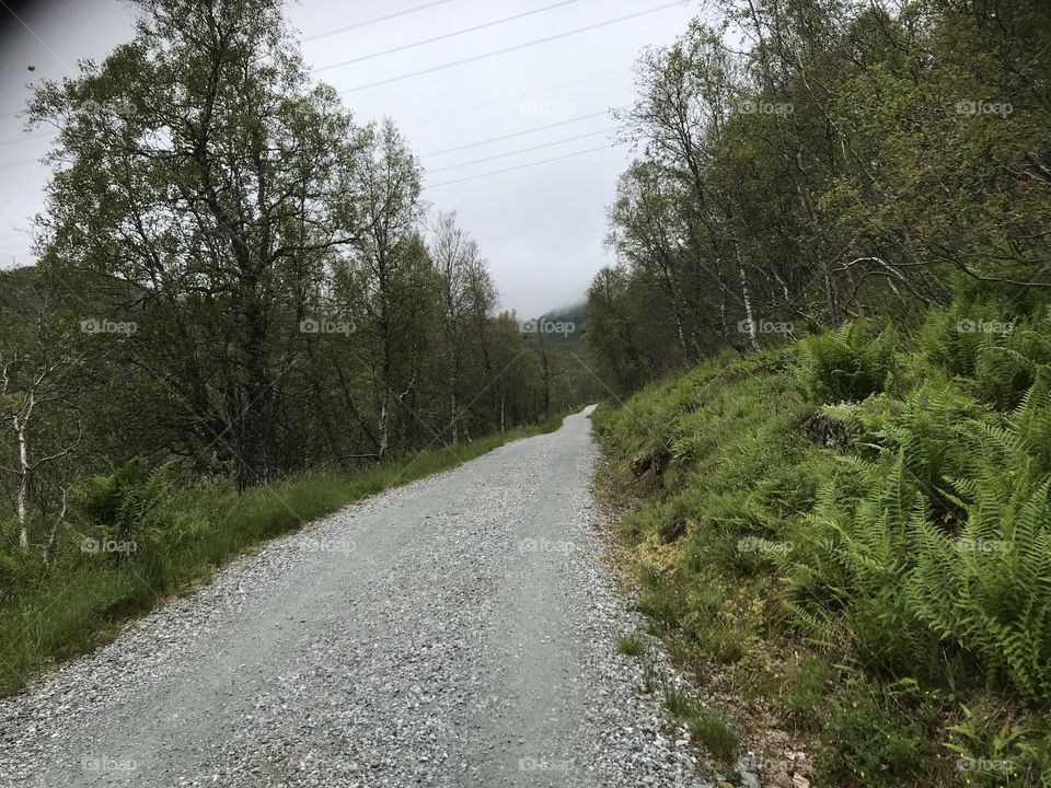 Dirt road in the Woods
