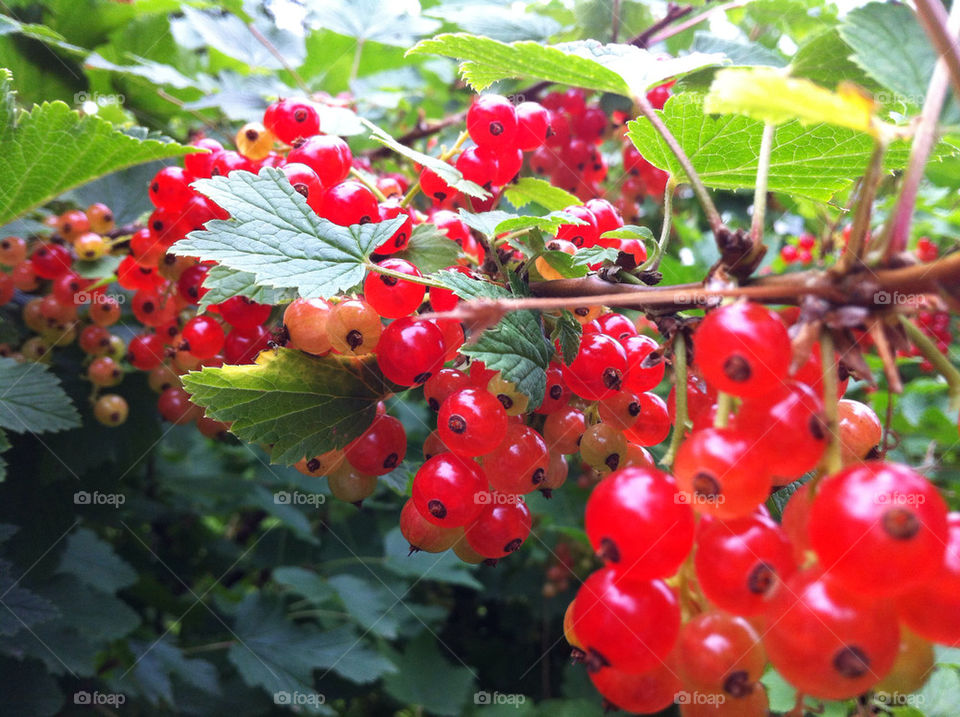 summer berries redcurrants by magnor