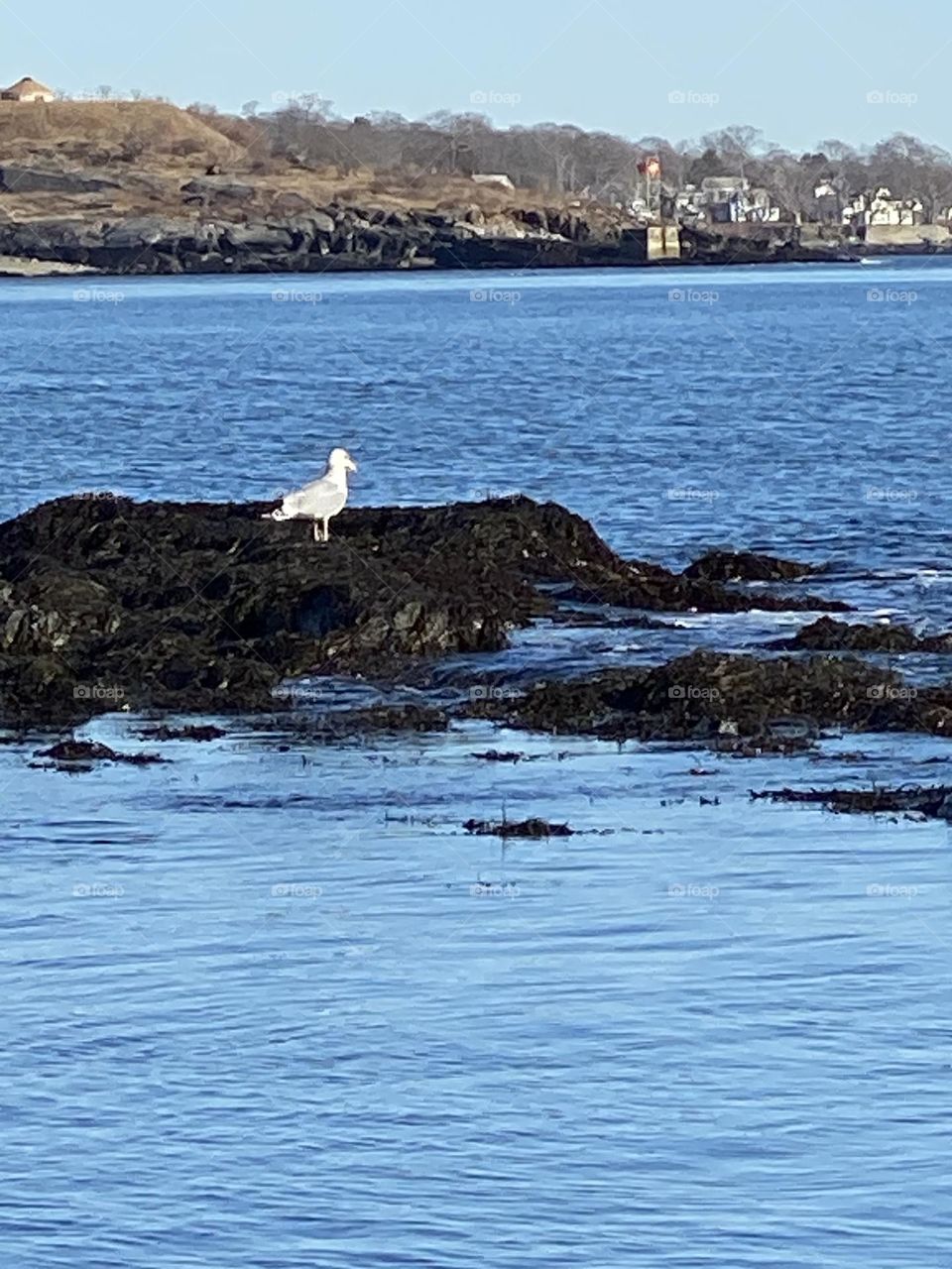 Seagull on rock